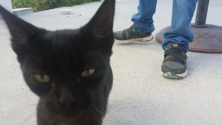 Chat trouvé