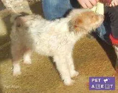 Chien perdu Fox-Terrier