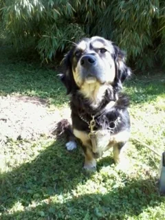 Chien trouvé Croisé