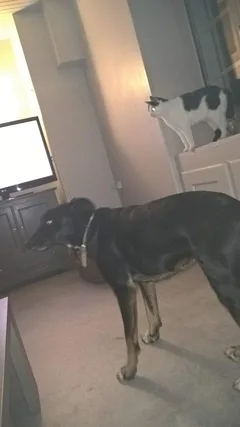 Chien perdu Beauceron