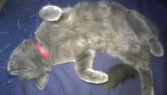 Chat perdu Cymric