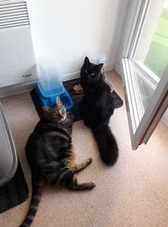Chat perdu Européen