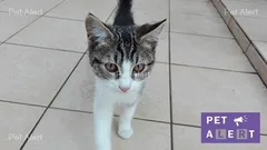 Chat trouvé Européen