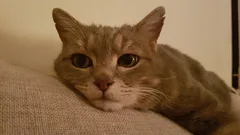 Chat perdu Européen