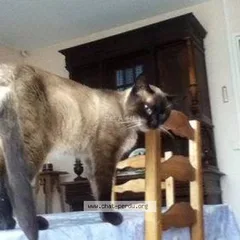 Chat perdu Siamois