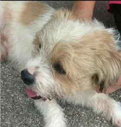 Chien perdu Croisé