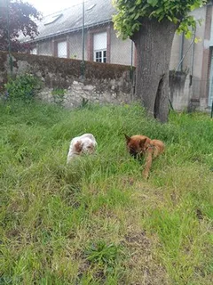 Chien perdu Berger Belge Malinois