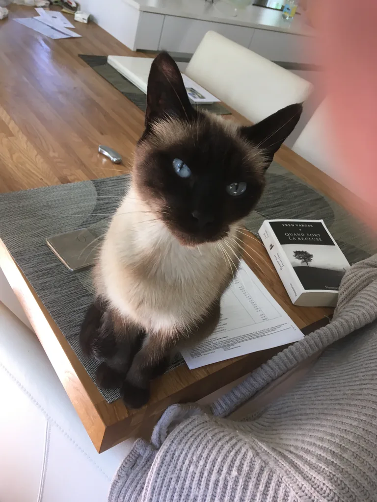 Chat trouvé