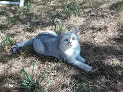 Chat perdu American Shorthair