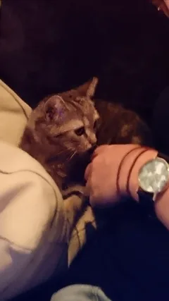 Chat perdu Européen