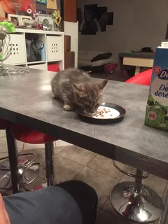 Chat trouvé Européen