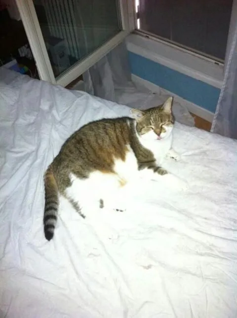 satine