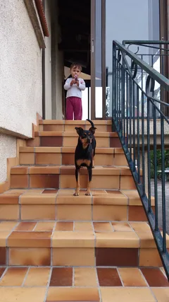 Chien trouvé Beauceron