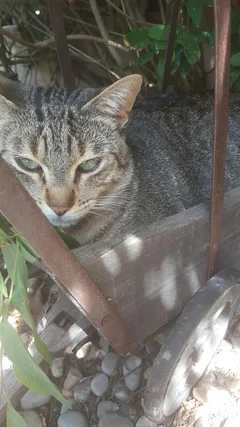 Chat perdu Européen