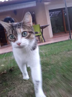 Chat trouvé Sans race particulière