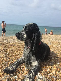 Chien perdu Cocker Anglais