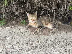 Chat perdu Européen