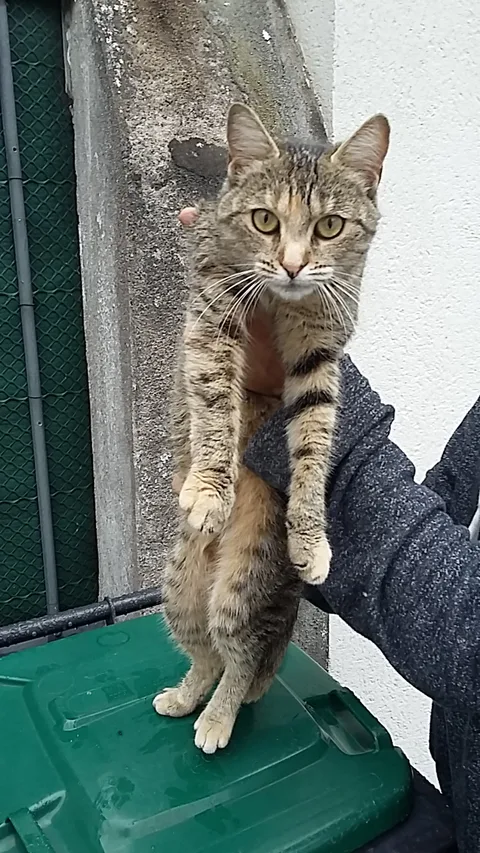 Chat trouvé