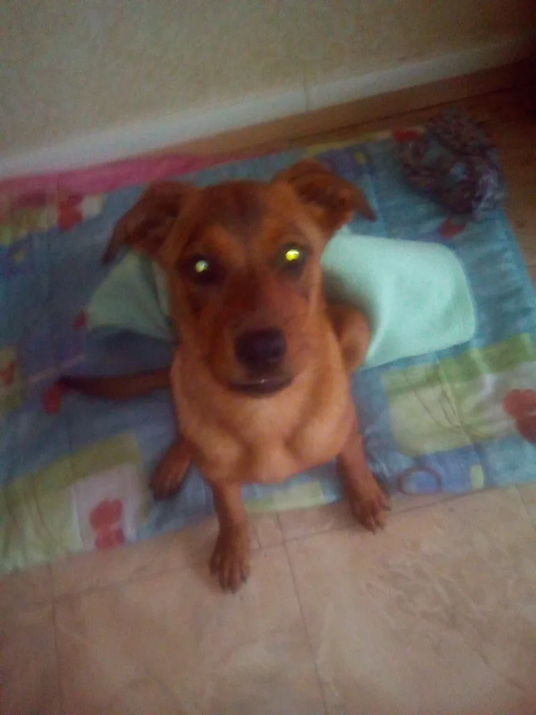 Chien trouvé