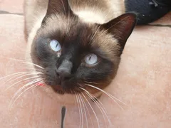 Chat perdu Siamois