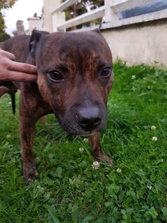 Chien trouvé American-Staffordshire-Terrier