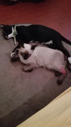 Chat perdu Siamois