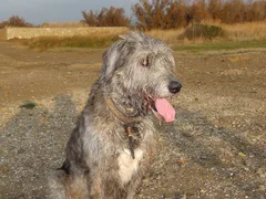 Chien perdu Irish Wolfhound