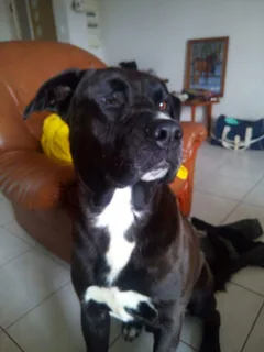Chien perdu Croisé