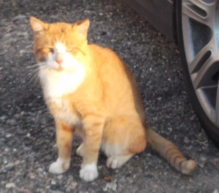 Chat trouvé