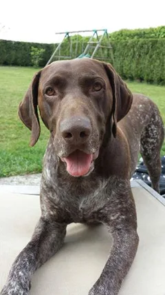Chien perdu Braque Allemand