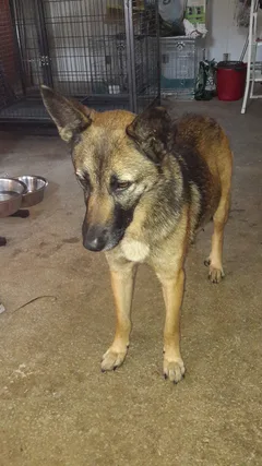 Chien trouvé Berger Belge