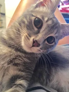 Chat perdu Sans race particulière