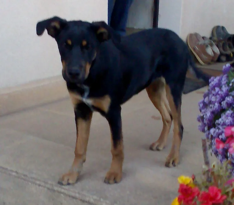 Chien trouvé