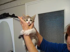 Chat trouvé Européen