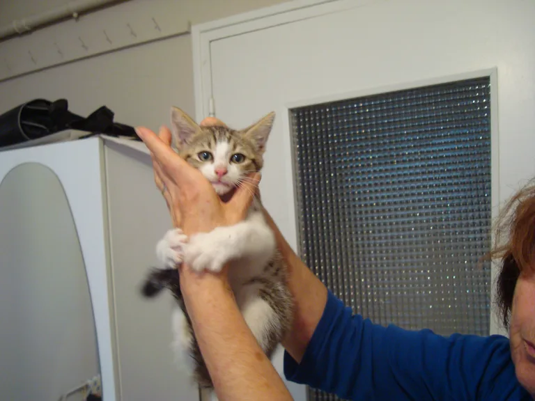 Chat trouvé