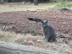 Chat perdu Européen