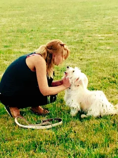 Chien perdu Coton de Tulear