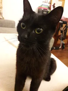 Chat trouvé Européen