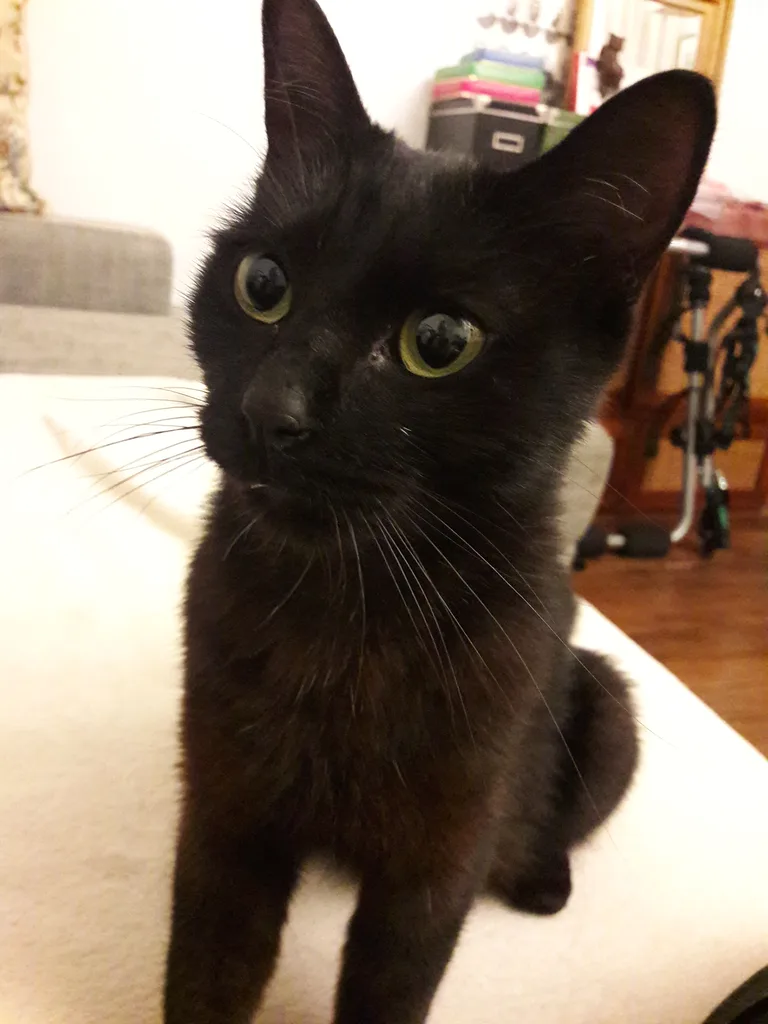 Chat trouvé