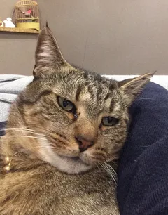 Chat perdu Européen