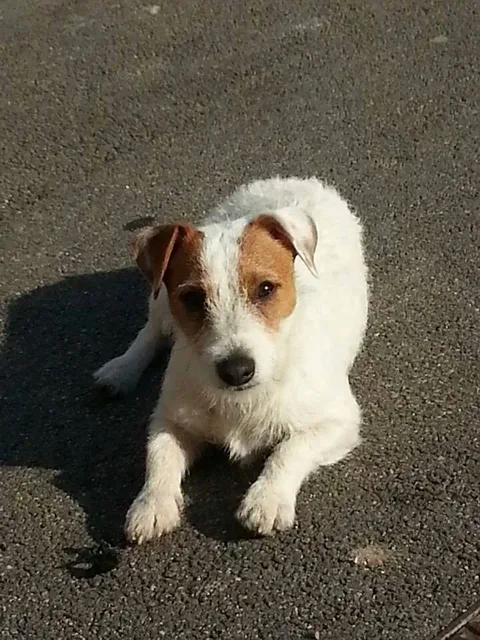 Fluffy