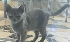 Chat perdu Sans race particulière