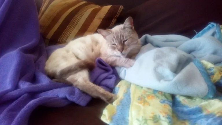 Chat trouvé