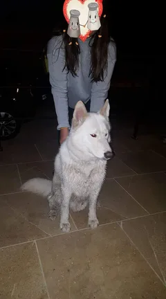 Chien trouvé Berger Blanc Suisse