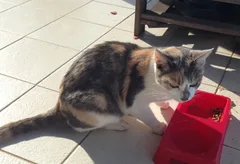Chat trouvé Européen