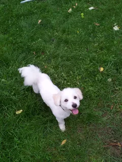 Chien perdu Coton de Tulear