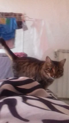 Chat perdu Chat Tigre