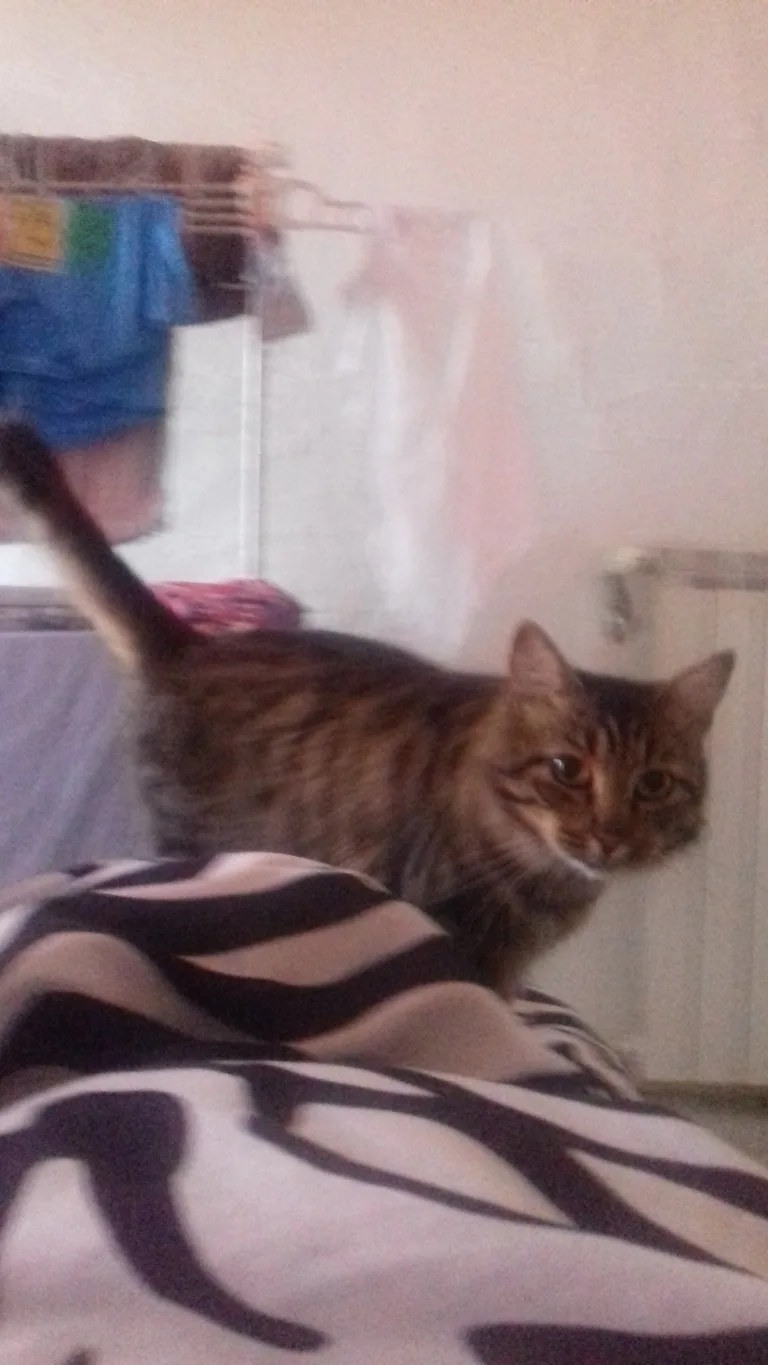 tigrou