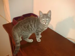 Chat trouvé Chat Tigre