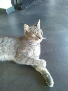 Chat perdu Européen